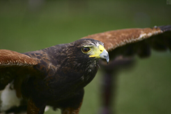 photographybyduncanholmes_6180833529_Bannockburn 2005 2005 (1 of 61).jpg